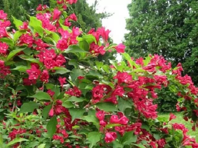 Weigela Bristol Ruby Shrub 3-4ft Large Supplied in a 3 Litre Pot