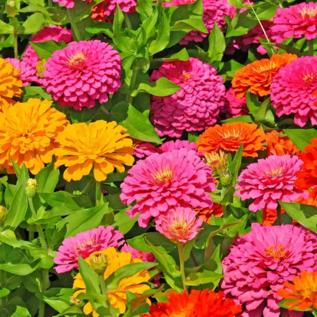 Zinnia California Giant Flowers - Seeds - Organic - Non Gmo - Heirloom Seeds