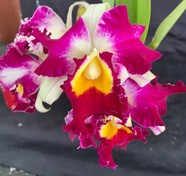 RON Cattleya Orchid Special Quality Div Rlc. Aussie Sunrise T'nt 'Flam Boyant'