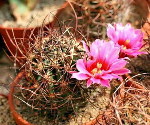 SAMEN Fensterbank / Wohnzimmer !i rosa Kaktee !i seltene Blühten Kaktus - Saat