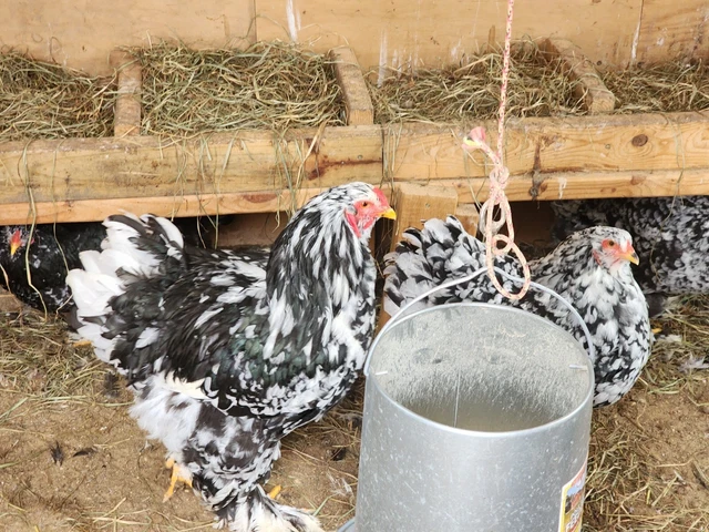 Mottled Brahma Hatching Eggs