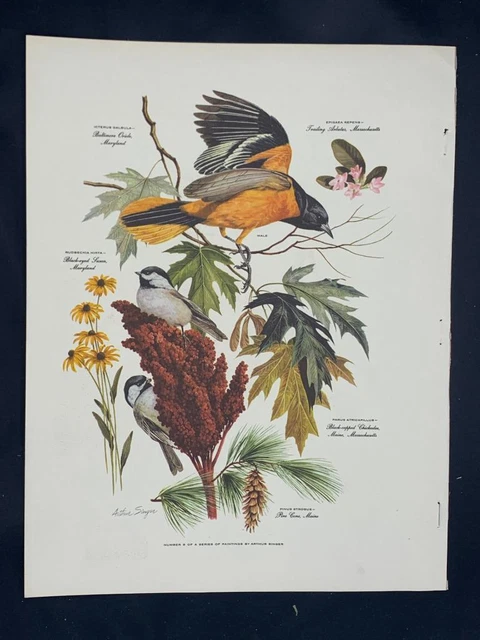 PORTFOLIO BIRD PRINTS Arthur Singer - Baltimore Oriole & Chickadee