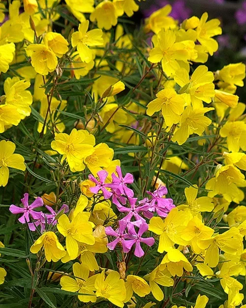 Neu 30 + Duftend Gelb Phlox Blumensamen / Schirm Mehrjährig