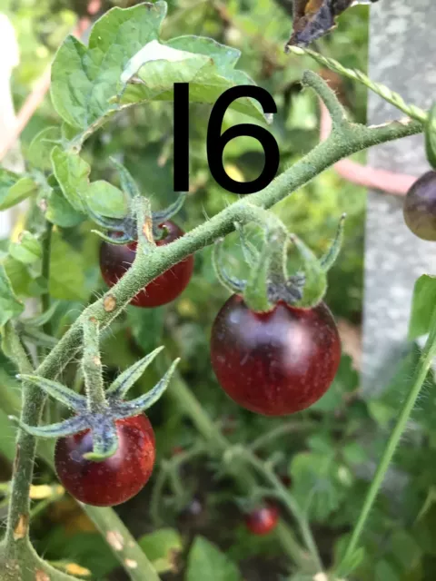 20x Graines Arc-en-Ciel Tomate Graines Tomatoe Graines Légumes Graines de  Fruit