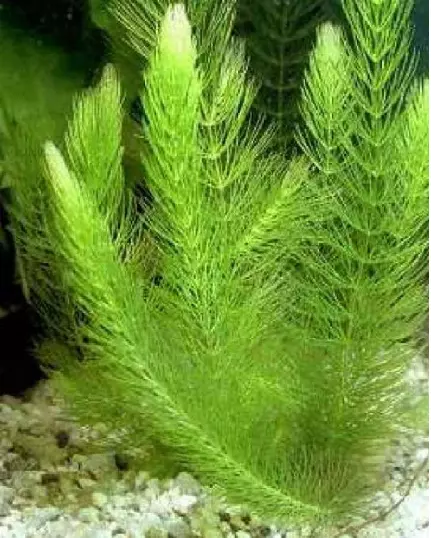 Ceratophyllum submersum plante de bassin/aquarium oxygénant