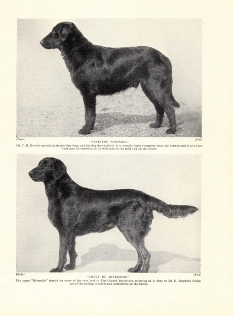 1930s Vintage Flat Coated Retriever Print Stainton & Riverside Retrievers 4740u