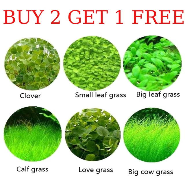 Aquarium Plant Seeds Fish Tank Aquatic Water Grass Foreground Easy Plants New US