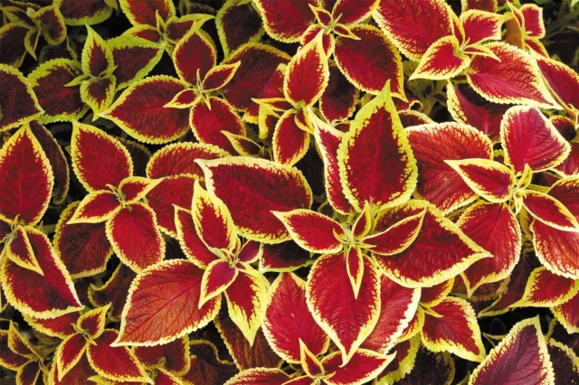 Flower - Coleus - Wizard Scarlet - 30 Seeds