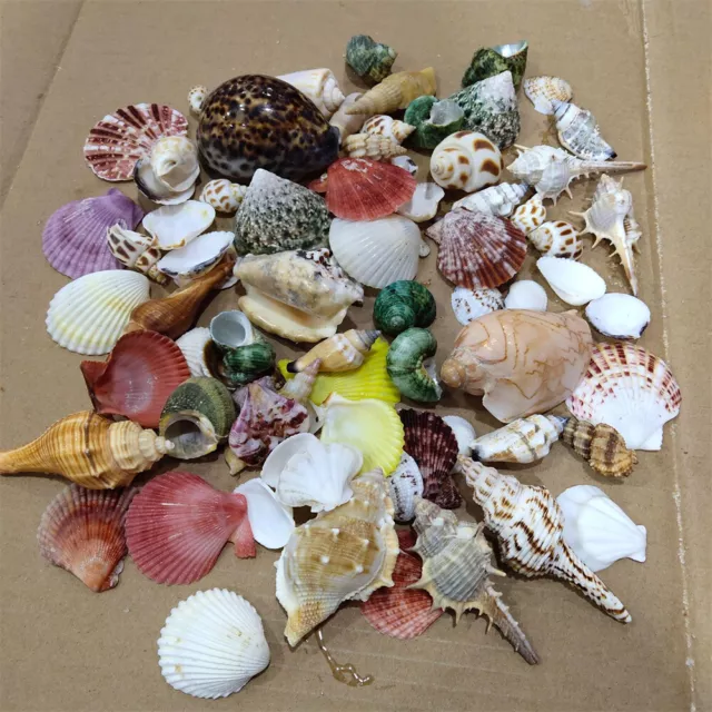 500g Mixed Beach SeaShells Mix Sea Shell Craft Natural Aquarium Fish Tank Decor 3