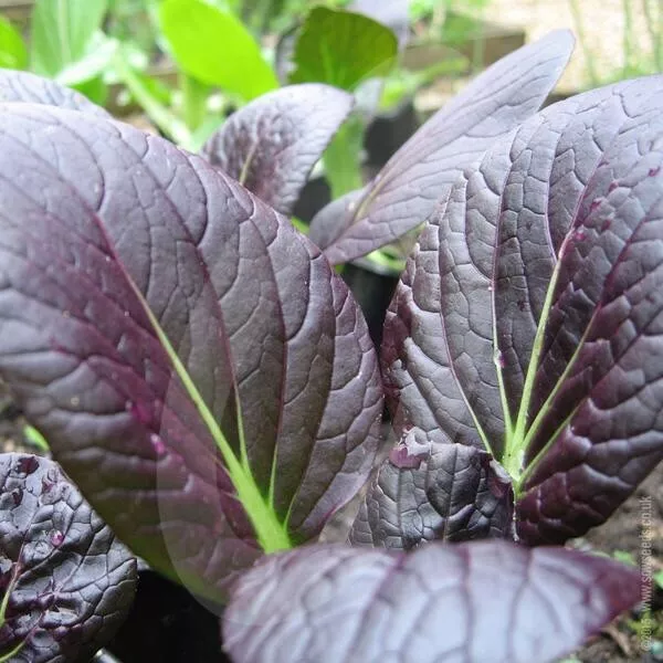 Pak Choi (Red F1) :) Hybrid 550+ Seeds. (Brassica) Instructions Included x