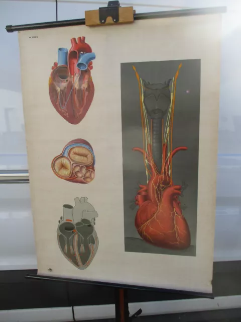 Schulwandkarte,Rollkarte,Lehrtafel Rollbild " Das Herz " Anatomie