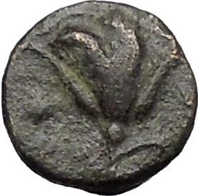 RHODES Island Off CARIA 394BC Nymph Rhodos ROSE Ancient Greek Coin i49605