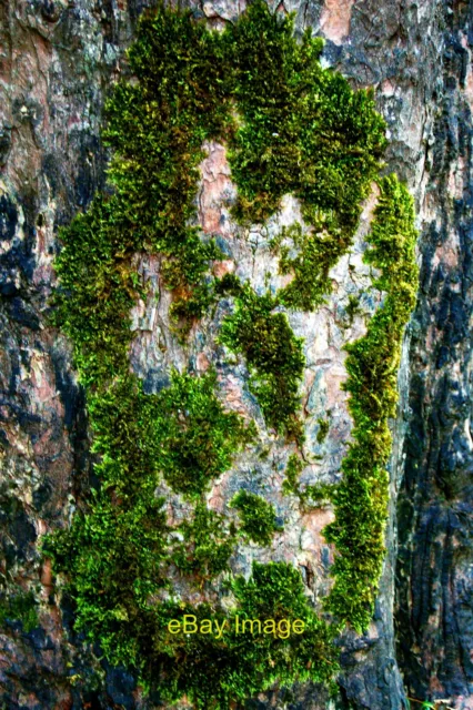 Photo 12x8 Westport - Path between Hotel Westport & Town Centre - Moss on Tree