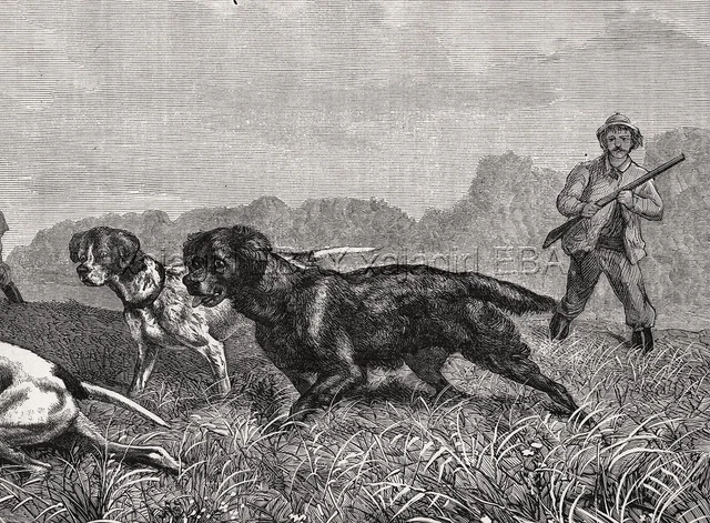 Dog Gordon Setter & Pointers Hunter Rabbit, Large 1870s Antique Engraving Print