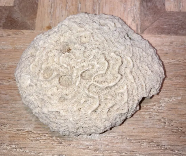 brain coral fossil