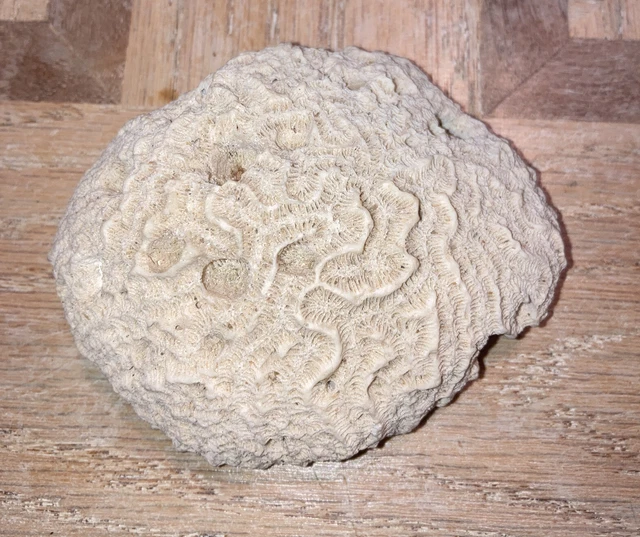 brain coral fossil brain coral fossil