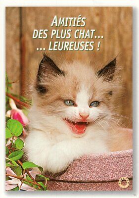 Carte Postale Animaux Chat Chaton Humour Eur 1 00 Picclick Fr