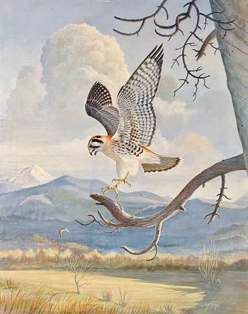 Original Bird Art Painting - Kestrel by Ron Jenkins, Signed, 1978, Oil, Unframed
