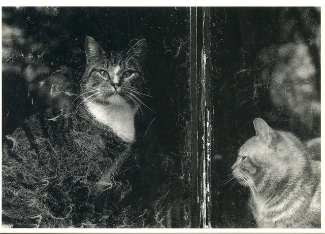 Cpsm / Carte Postale / Chat / Cat / Illustrateur // Benno Thoma