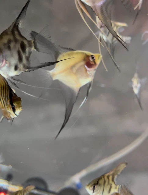 angelfish live fish