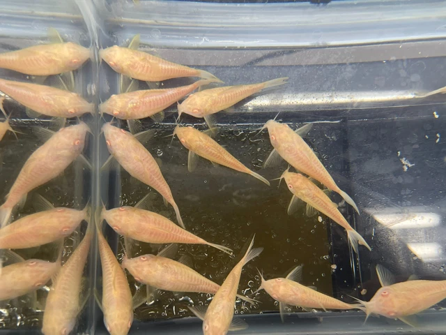 8 Live Albino Corydora Fish Freshwater Aquarium Tank Fish
