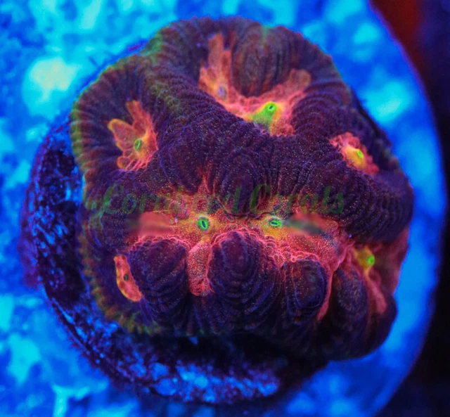 Cornbred's Shock Wave Maze Brain - Frag - LIVE CORAL Cornbred's Shock Wave Maze Brain - Frag - LIVE CORAL