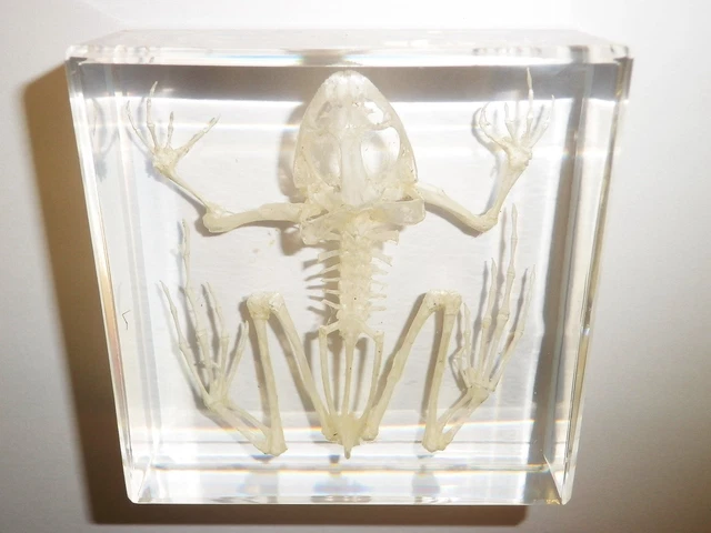 East Asian Bullfrog Skeleton in Clear Square Block Education Animal Specimen