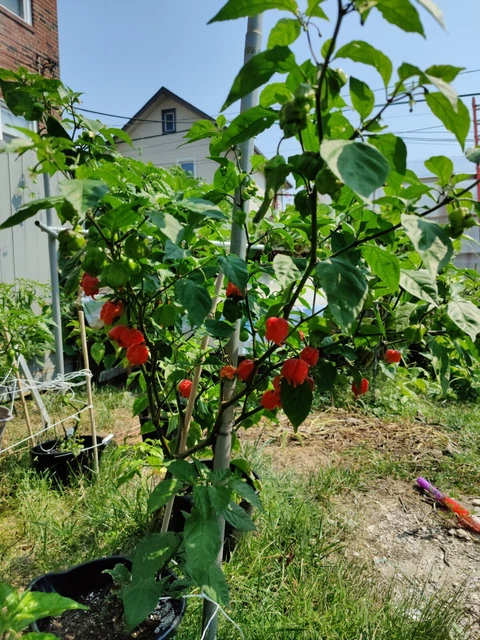 15+ Pequin Pepper Plant
