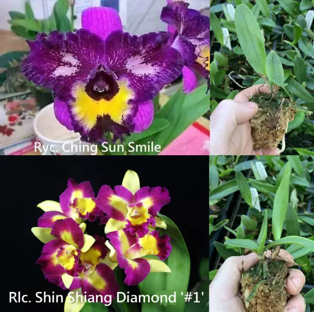 RON Cattleya Orchid Rlc Shin Shiang Diamond 'Taiyoung #1' x Ching Sun Smile 50mm