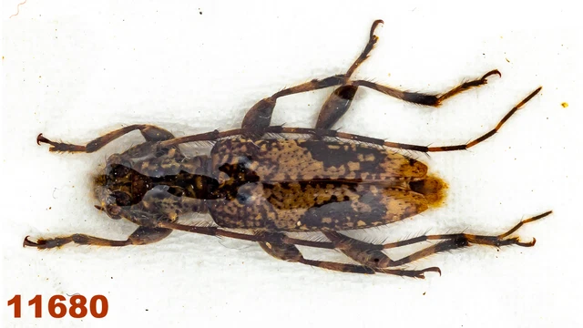 Cerambycidae sp.   A1, 11 mm, 1 pc