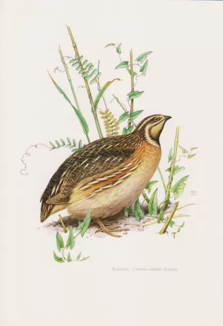 Wachtel Coturnix coturnix Hühnervogel   Farbdruck 1958 Ornithologie