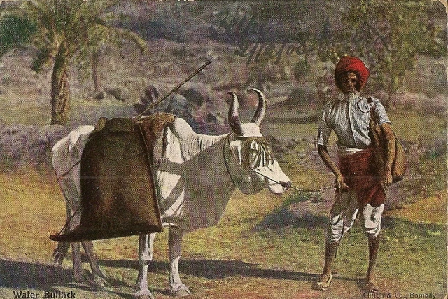 Asia India Water Bullock Beef Water Carrier Postcard