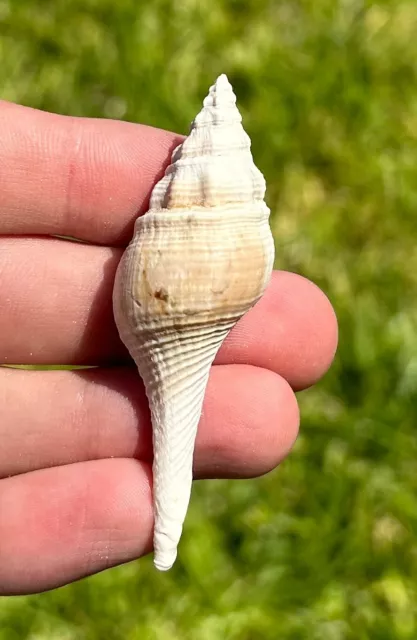 France Fossil Gastropod Clavilithes dameriacensis Eocene Age Shell