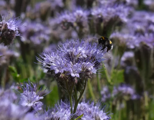 2000 Samen Büschelschön Bienenfreund Bienenweide Phacelia Tanacetifolia Phacelie 3