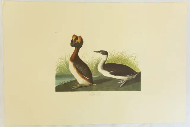 The Birds of America. Audubon. Horned Grebe. Amsterdam Edition.
