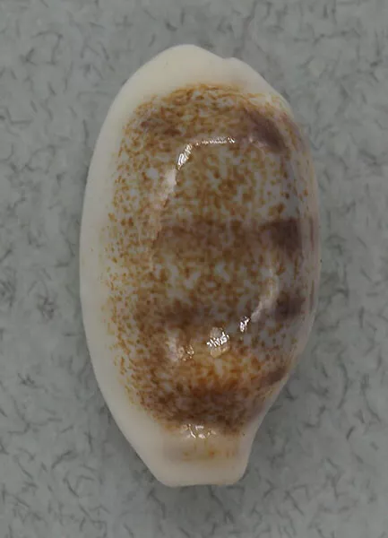 Coquillage de collection : Cypraea interrupta (20 mm - Gem)