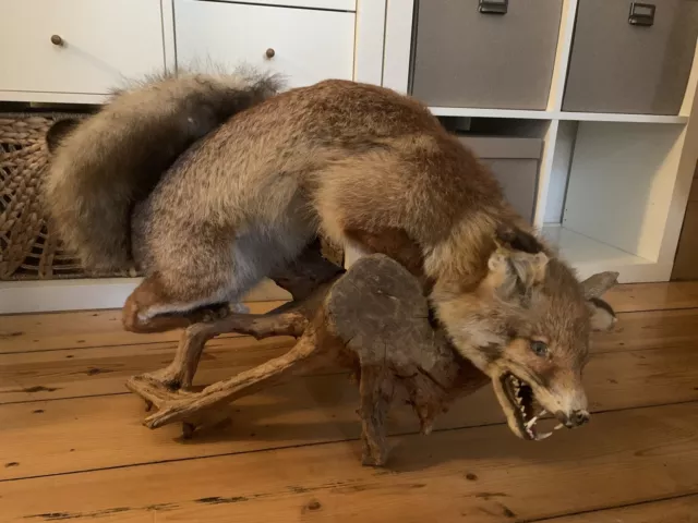 Fuchs Präparat auf Wurzel