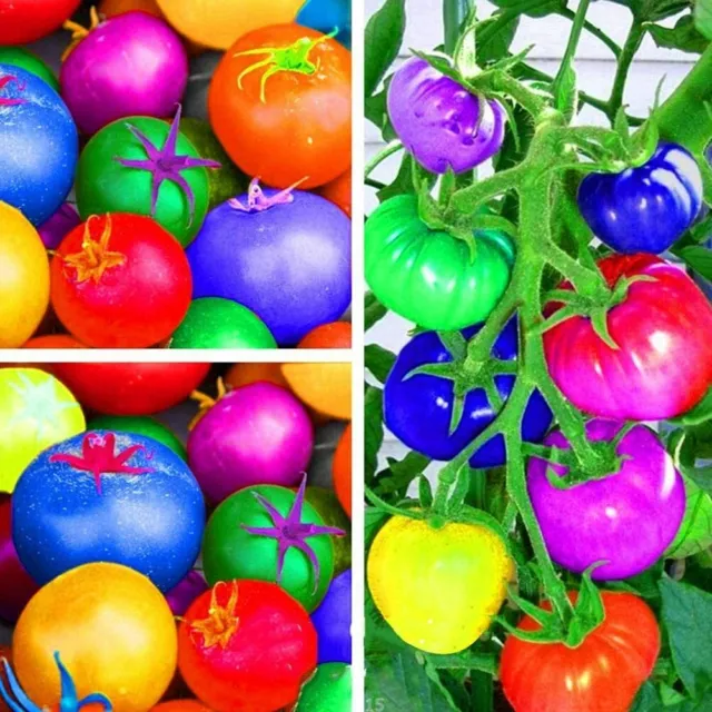 BUY 2 GET 2 FREE 10 Seeds Rainbow Tomato Seeds Tomatoes Vegetable Fruit Seeds UK