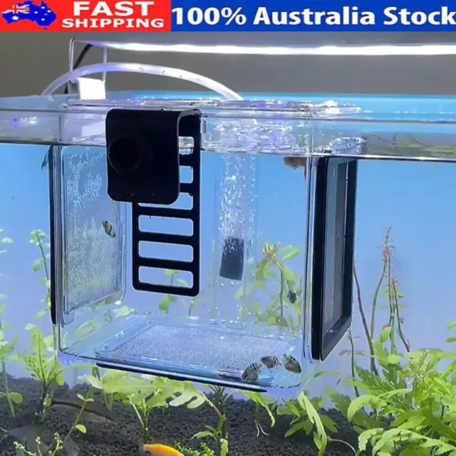Fish Breeding Isolation Box Clear Hanging Fry Breeder for Newborn Fry Guppy