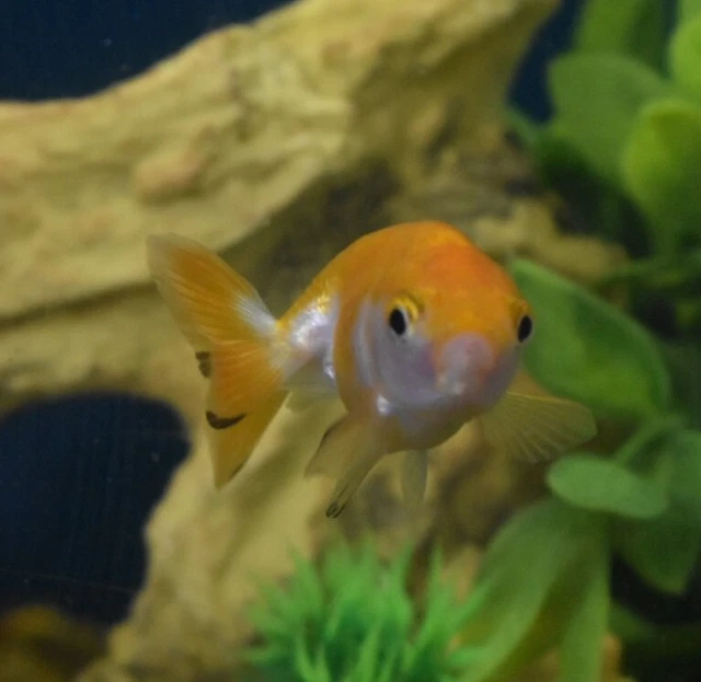 Live Ranchu Fancy Goldfish (2" Freshwater Aquarium Fish)  *PLS READ DESCR* 7