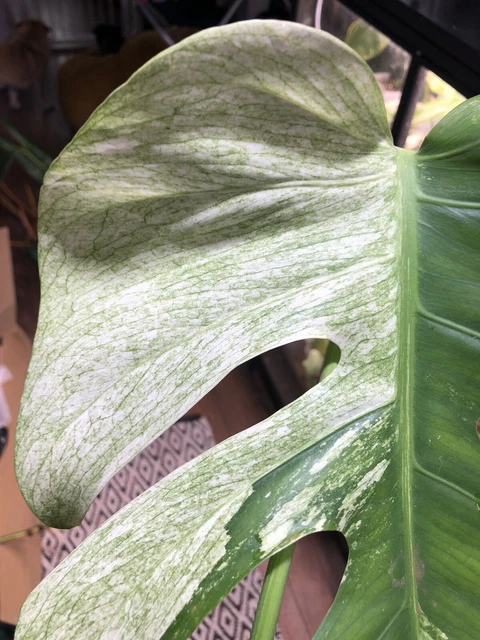 Monstera Deliciosa Mint Rooted Wetstick Variegated Rare Monstera Deliciosa Mint Rooted Wetstick Variegated Rare
