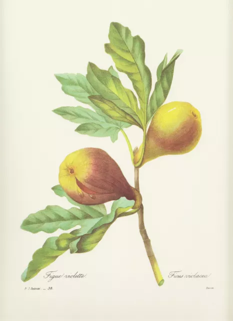 FEIGENBAUM Feige Ficus carica   FAKSIMILE Farbdruck  Pierre Joseph Redoute