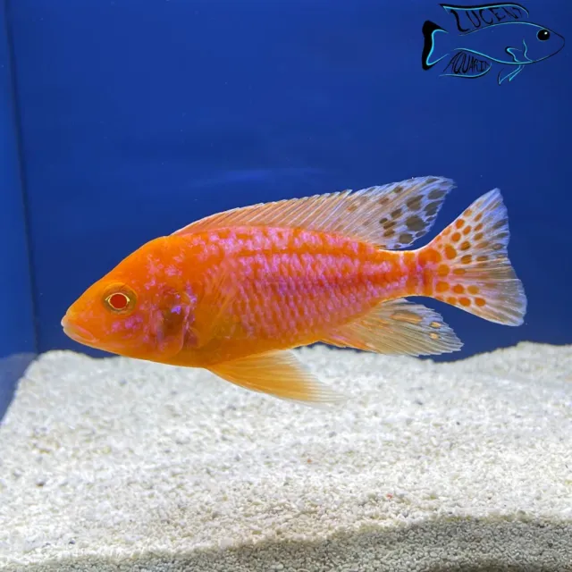 (Lot of 2) 1-2" Unsexed Albino Dragon Blood Peacock - African Cichlid