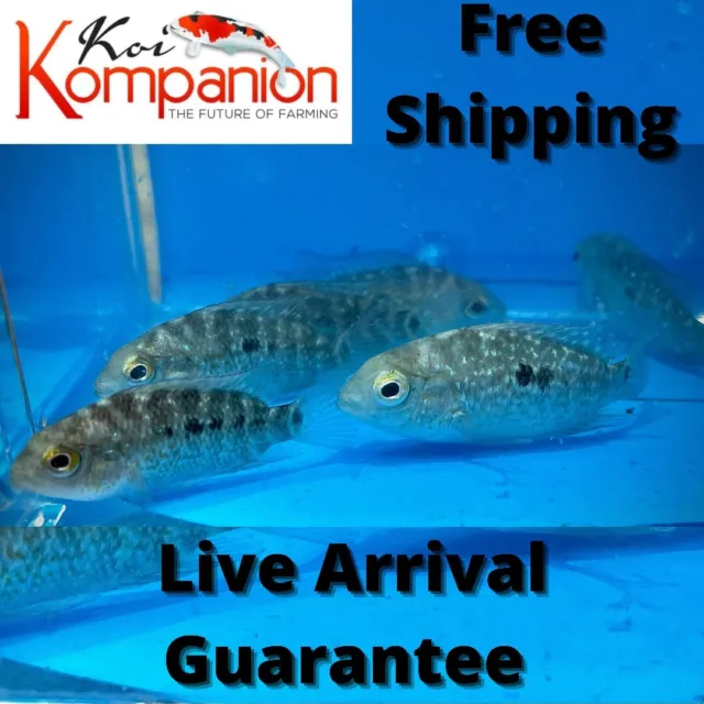 3/5/10X Texas Cichlid Neotropical Freshwater Fish Koi Kompanion Free Shipping