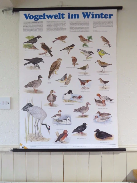 VINTAGE PULL ROLL Down School Wall Chart Of Birds Of Winter Ornithology ...