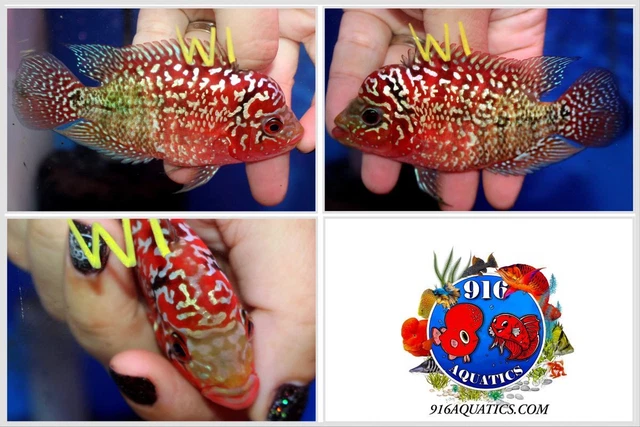 3 Inch King Kamfa Live Flowerhorn #W1