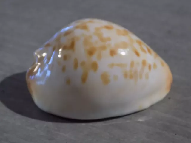 Coquillage : NEW CYPRAEA ZOILA JAENIANA AURATA de 68 mm GEM ++++ O/AUSTRALIE