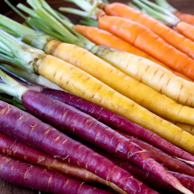 Regenbogen Möhren Karotten Mix 200+ Samen alte Sorte gesund süß sehr beliebt 2