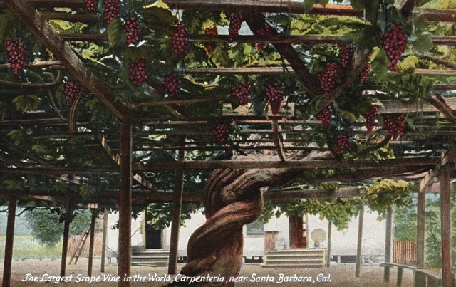 Vintage Postcard Largest Grape Vine In The World Carpenteria Santa Barbara Calif