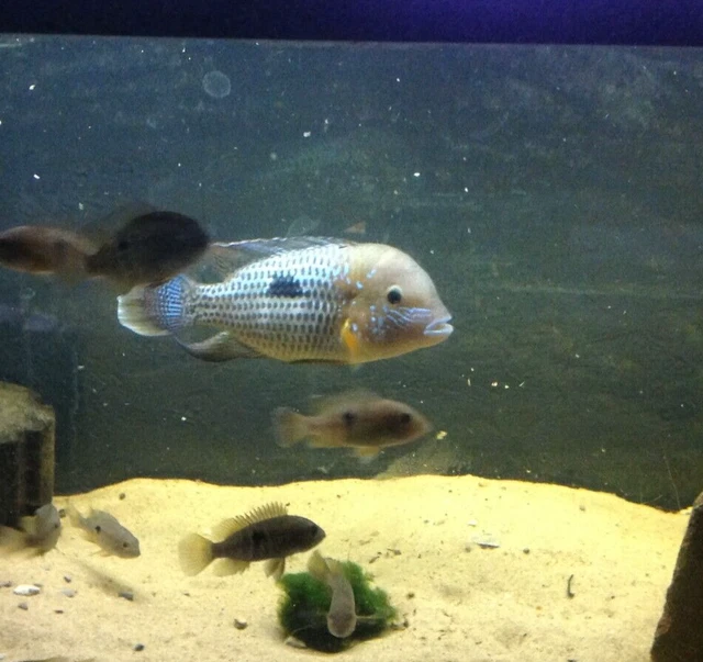 True GREEN TERROR CICHLIDS 2 Pack 1.5"-2" Tropical Fish Community Cichlids